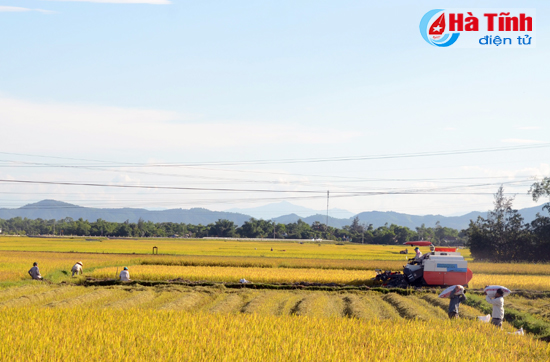 Cẩm Xuyên “chạy đua” với vụ hè thu