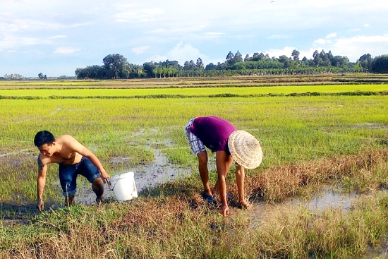 Bắt cua đồng, kiếm tiền triệu