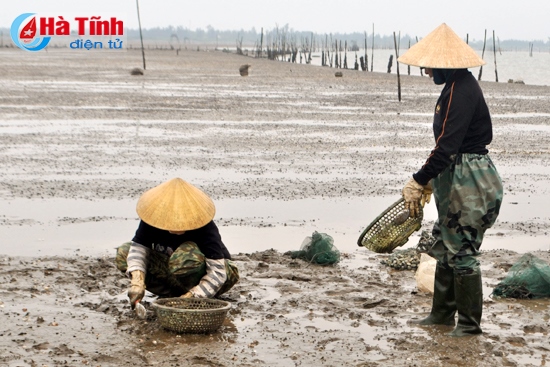 Hàu và nghêu ở Lộc Hà đều đảm bảo an toàn