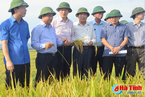 Tập trung thu hoạch lúa xuân, gieo cấy lúa hè thu đúng thời vụ