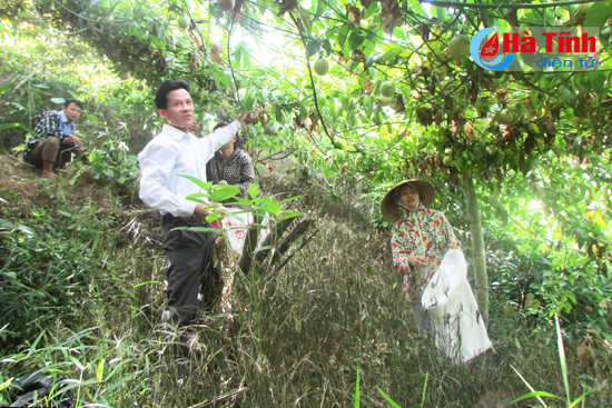 Vũ Quang lại được mùa chanh leo, ước thu 336 tấn
