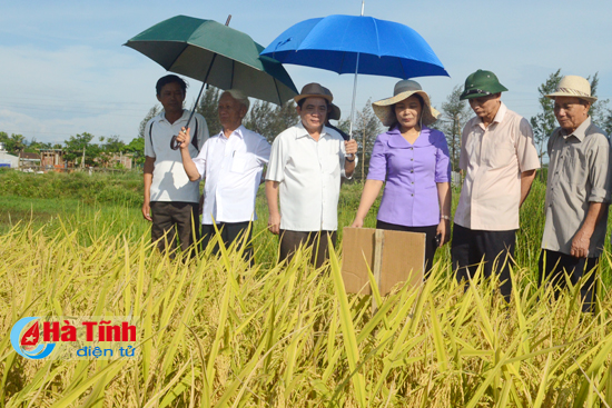 Giải pháp an toàn thời vụ với giống lúa N25