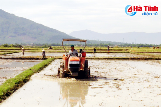 Huyện Kỳ Anh khẩn trương gieo cấy 4.200 ha lúa hè thu trước 15/6