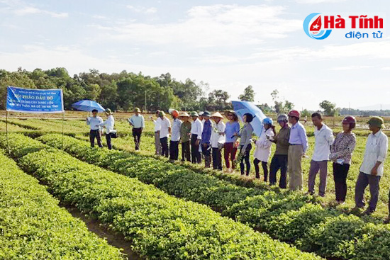 Góp phần nâng cao năng lực sản xuất từ phát triển dược liệu