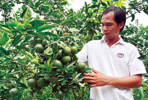 Từ tay trắng thành tỷ phú nhờ mê.. cam sành
