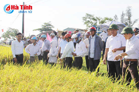 Cung ứng giống một đầu mối nâng cao hiệu quả sản xuất