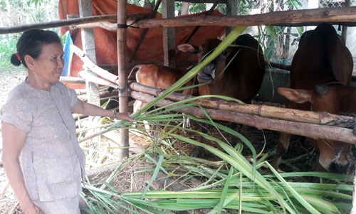 Thành công với bàn đạp phát triển nông nghiệp