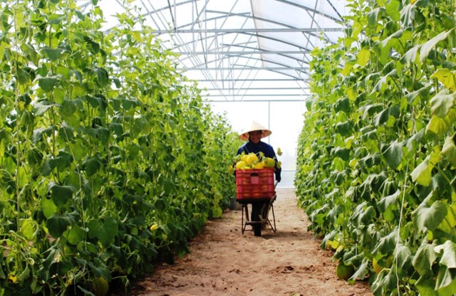 Những cánh đồng bạc tỷ trên vùng sa mạc cát