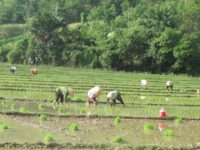 Bà con nhân dân xã Hương Minh tập trung gieo cấy lúa Hè Thu