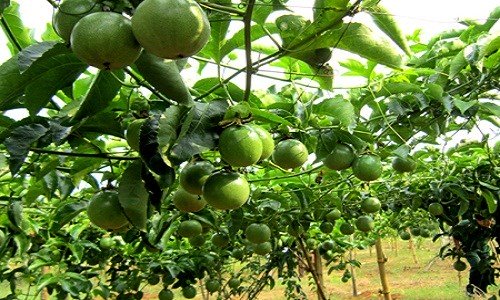 Thu nhập gần 300 triệu đồng/năm nhờ cây chanh leo
