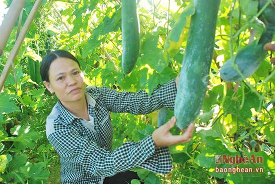 Trồng bí trên đất lúa lãi to, thu trăm triệu mỗi ha