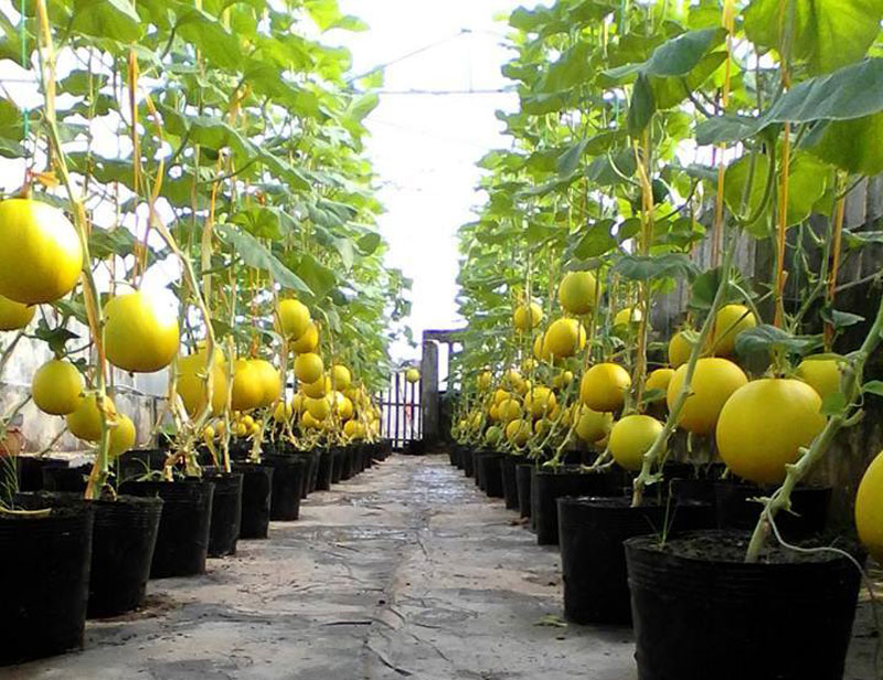 40 m2 sân thượng thu 3 tạ dưa: 'Vô địch Bắc bộ'