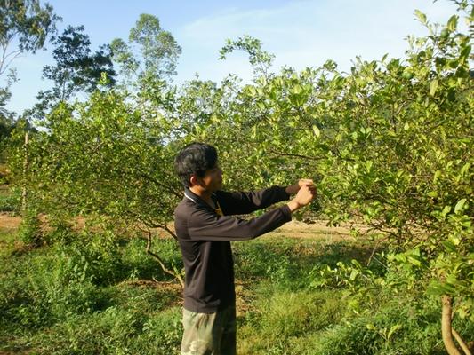Trang trại kiểu mẫu dưới chân núi Yên Ngựa ở xã Cương Gián