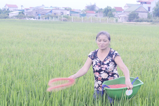 Lúa hè thu đón mưa vàng