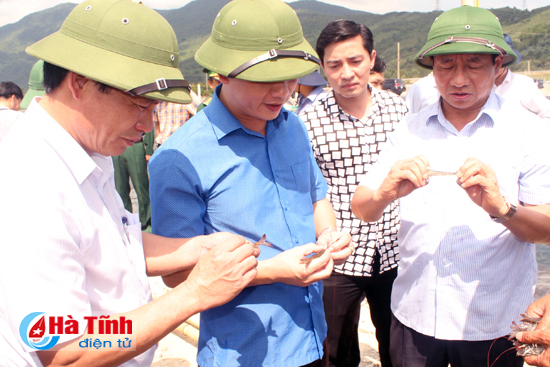 Lãnh đạo tỉnh kiểm tra dự án nuôi tôm sinh học trên cát tại Kỳ Nam