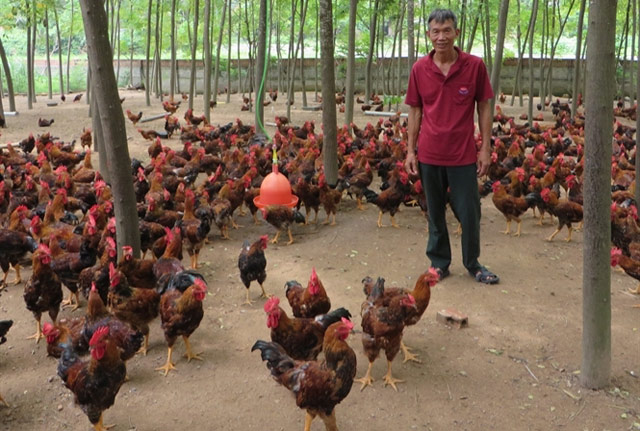 Thành "đại gia" đồng quê nhờ... gà