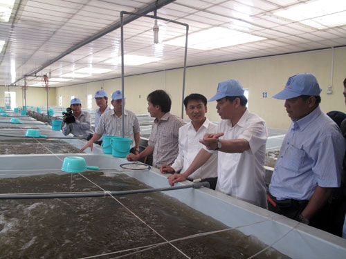 Con tôm Việt giữ vị trí “trung phong”