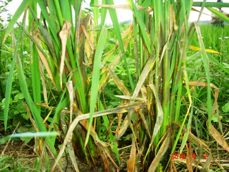 Cách phòng trừ bệnh khô vằn hiệu quả