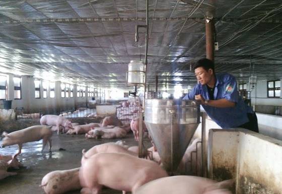 Hà Tĩnh: Nghị lực vượt khó vươn lên làm giàu của “Nhà nông trẻ xuất sắc”