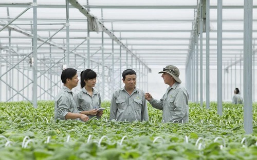Tùy thuộc vào việc thực hiện các cam kết theo tiêu chuẩn VietGap, cũng như chất lượng kiểm định về quy trình sản xuất, dư lượng thuốc bảo vệ thực vật trên sản phẩm thực tế.., VinEco sẽ cam kết bao tiêu sản phẩm cho các hộ sản xuất trên toàn thị trường.