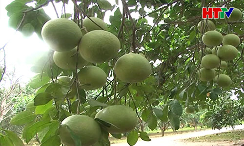 Thiếu liên kết trong tiêu thụ bưởi Phúc Trạch