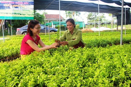 Giới thiệu cây trồng hàng rào xanh
