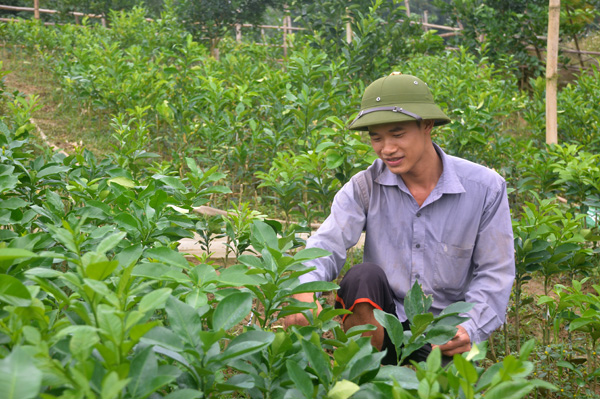Một số biện pháp kỹ thuật khôi phục nhanh sản xuất vườn sau mưa lũ