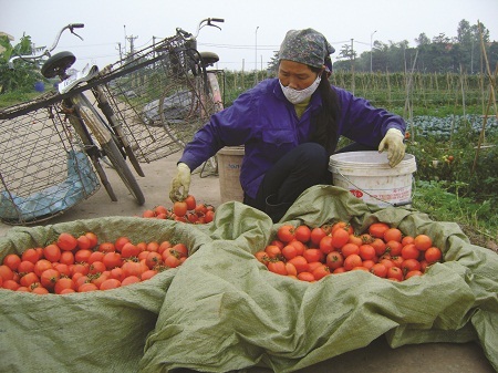 Tính bền vững của nền nông nghiệp hữu cơ