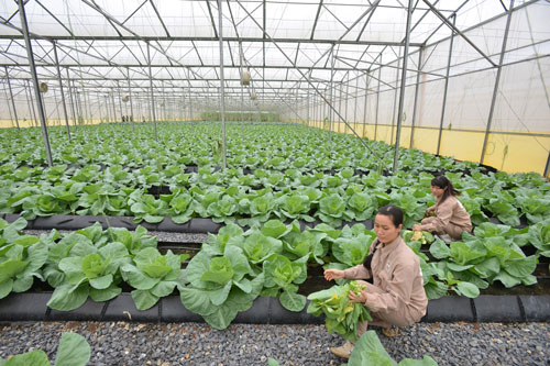 Lối đi nào cho sản xuất nông nghiệp hàng hóa?