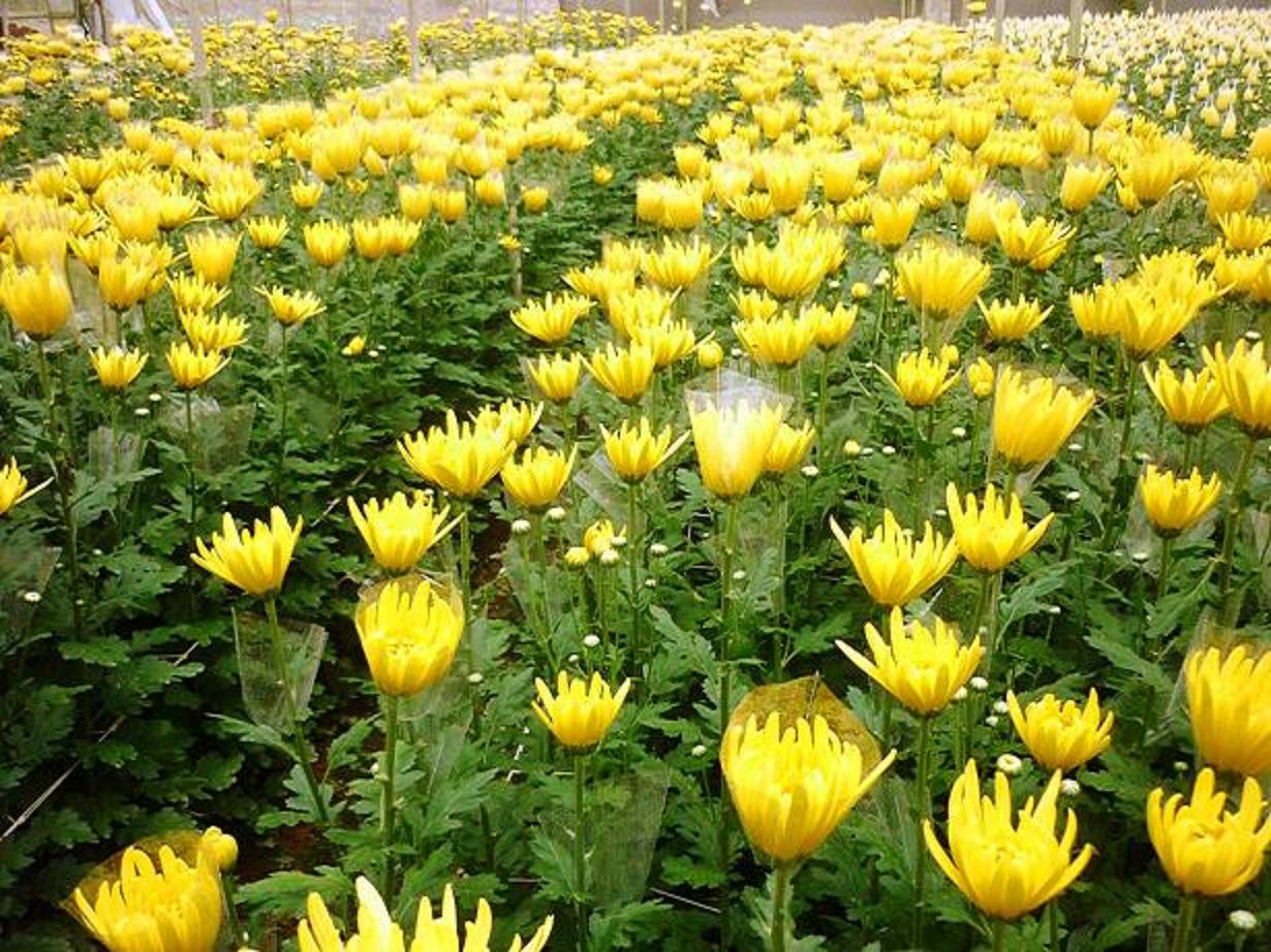 Kỹ thuật trồng cây và chăm sóc hoa cúc nở rộ chơi Tết