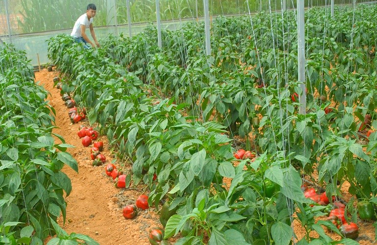 Hướng dẫn kỹ thuật trồng ớt cay