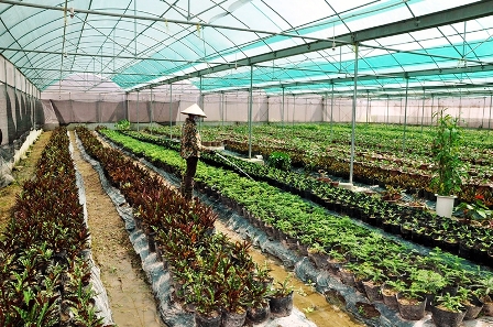 Đẩy mạnh ứng dụng KHCN vào tái cơ cấu nông nghiệp