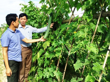 Hiệu quả từ vườn mẫu