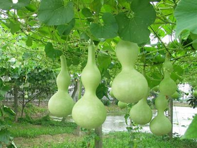 Kỹ thuật trồng cây bầu hồ lô trong vườn nhà ra quả quanh năm