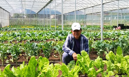 Trang trại rau organic triệu đô ở Đà Lạt