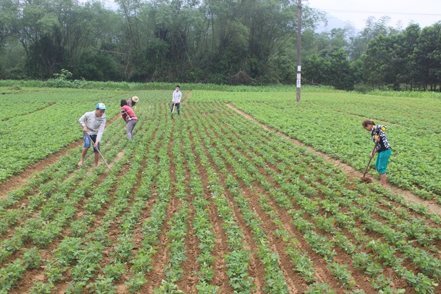 Vũ Quang chăm sóc cây trồng vụ xuân