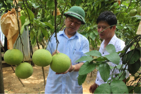 Thụ phấn bổ sung không ảnh hưởng đến chất lượng của quả Bưởi Phúc Trạch