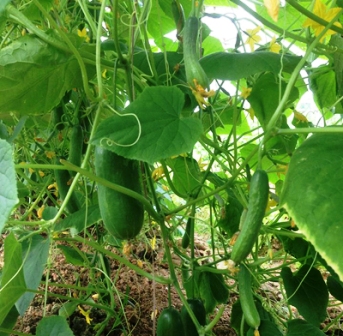 Trồng rau sạch trong nhà lưới thu 20 triệu đồng mỗi ngày