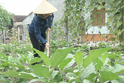 Xây dựng Khu dân cư nông thôn mới kiểu mẫu, vườn mẫu thay đổi diện mạo ở Kỳ Hà