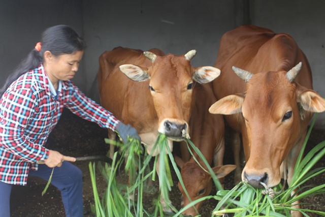 Phát triển chăn nuôi, trồng cây ăn quả mang lại nguồn thu nhập cao cho gia đình chị Lê Thị Đào