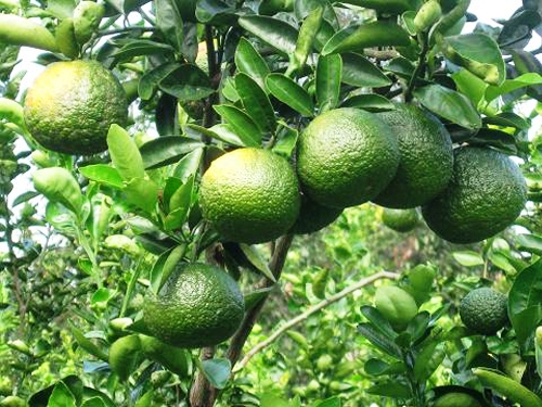 Kỹ thuật chăm sóc vườn Cam bù, Cam chanh thời kỳ quả non