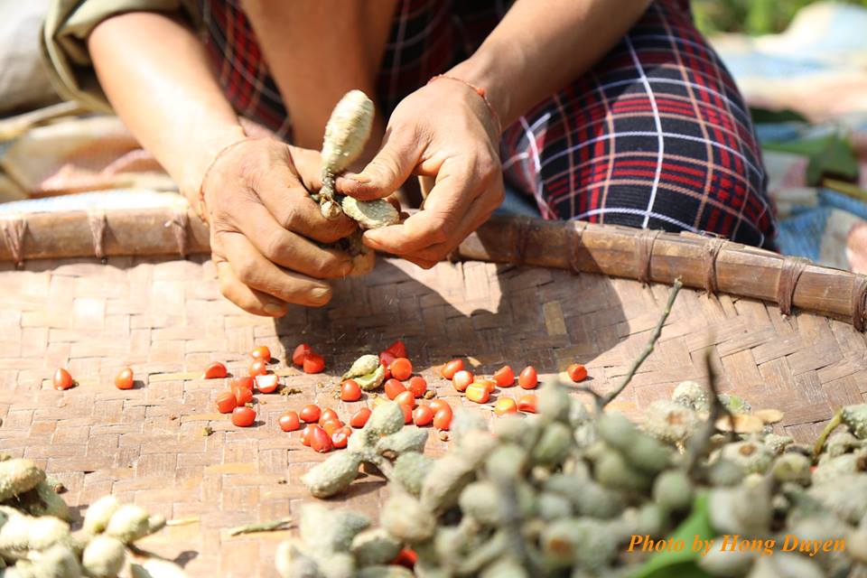 Làm giàu ở nông thôn: Một cây dổi đổi cả...chỉ vàng