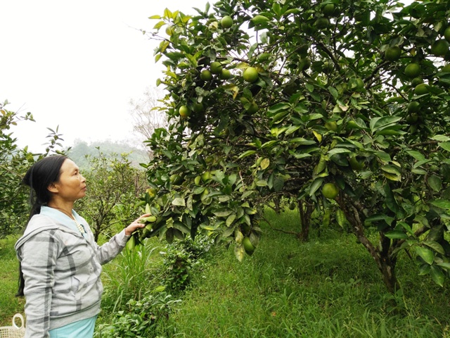 Cam Vũ Quang được mùa, được giá