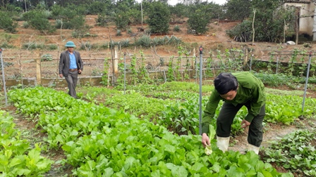 Vũ Quang: chăm sóc rau màu vụ xuân
