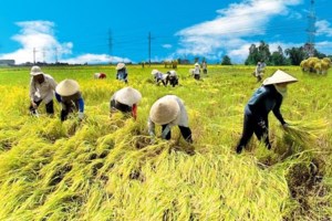 Để nông dân và doanh nghiệp thực hiện đúng hợp đồng