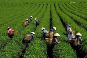 Cần kiểm soát chặt chẽ chất lượng chè