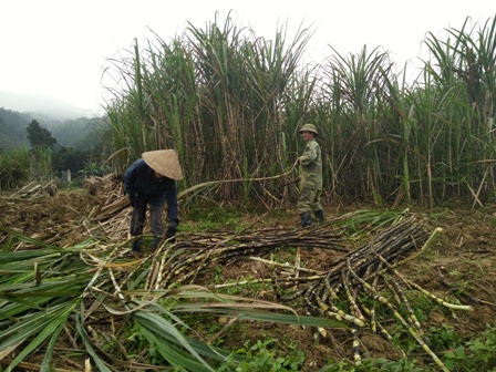 Bà con nhân dân xã Sơn Thọ tất bật thu hoạch mía cây