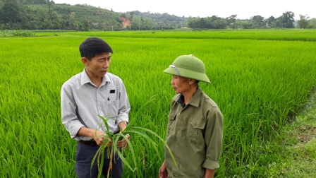 Hướng dẫn người dân xã Đức Bồng kiểm tra phát hiện bệnh và phun thuốc phòng trừ
