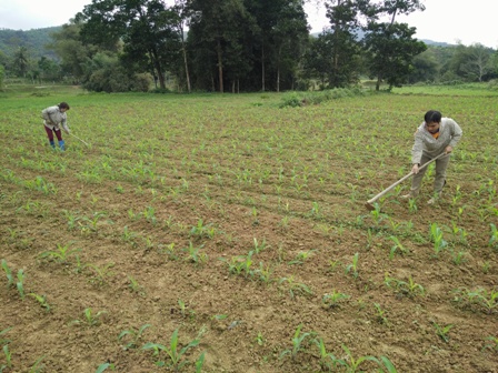 Bà con nhân dân làm cỏ, bón phân đạm cho cây trồng vụ xuân