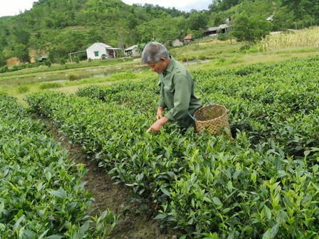 Bà con nhân dân xã Sơn Thọ thu hái chè búp